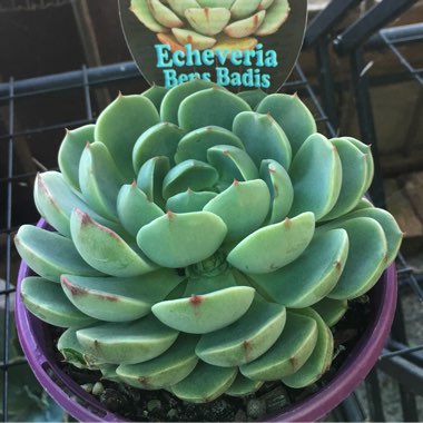 Echeveria Ben Badis