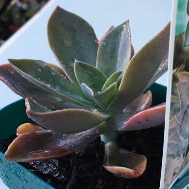 xGraptoveria Fred Ives