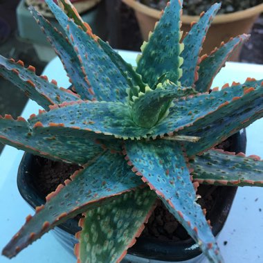 Aloe 'Lavender Star'
