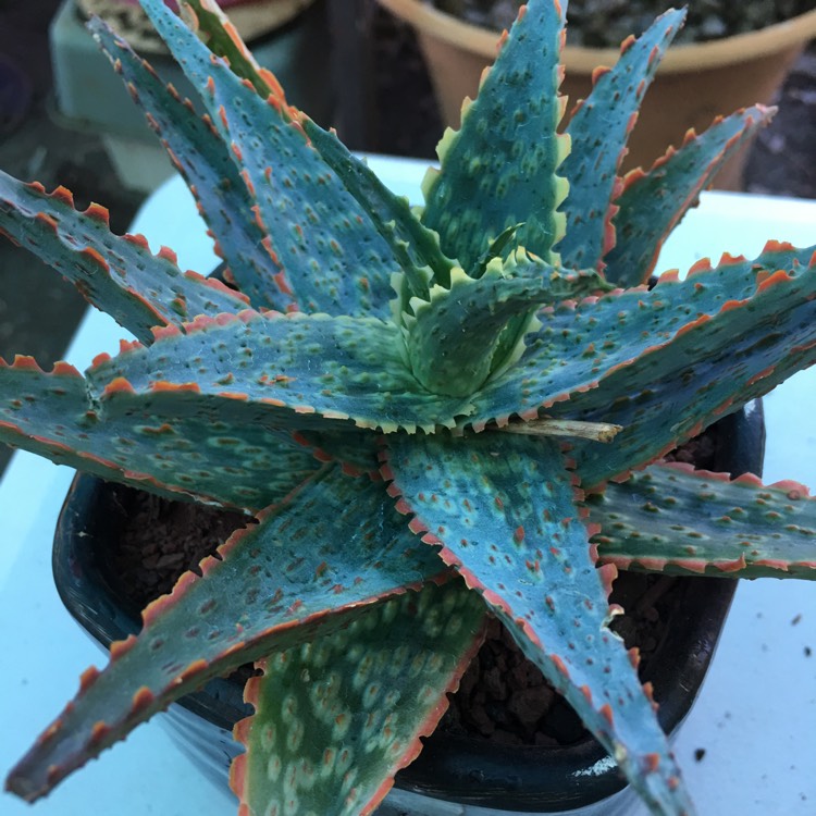 plant image 457744