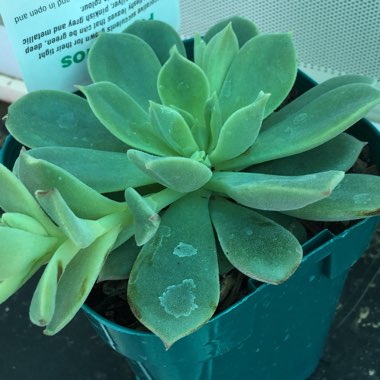 Echeveria Graessneri