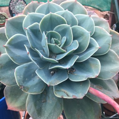 Echeveria Imbricata