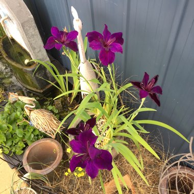 Iris 'Jeri'
