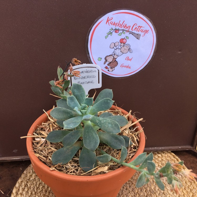 plant image 581774