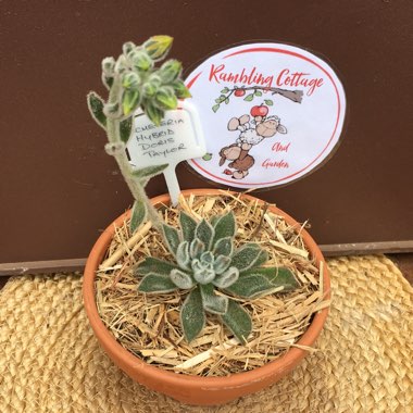 Echeveria Doris Taylor