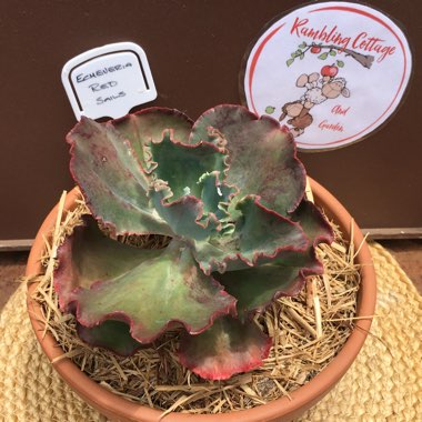 Echeveria Red Sails