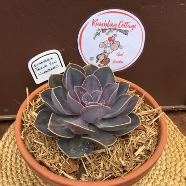 Echeveria Perle Von Nurnberg