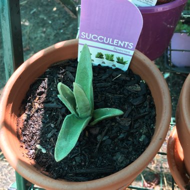 x Gasteraloe 'Green Ice'