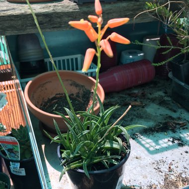 Aloe hybrid 'Firebird'