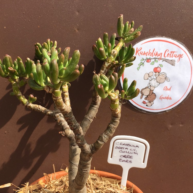 plant image 640331