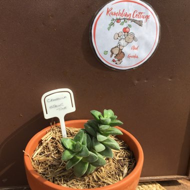 Crassula 'Springtime'