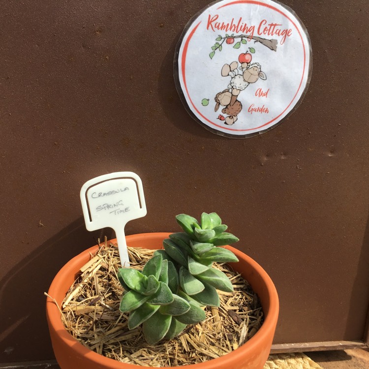 plant image 640334