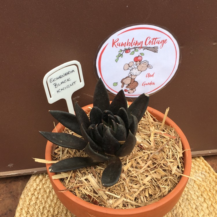 plant image 641301