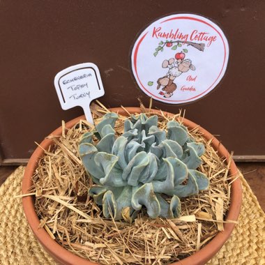 Echeveria Runyonii var. Topsy Turvy
