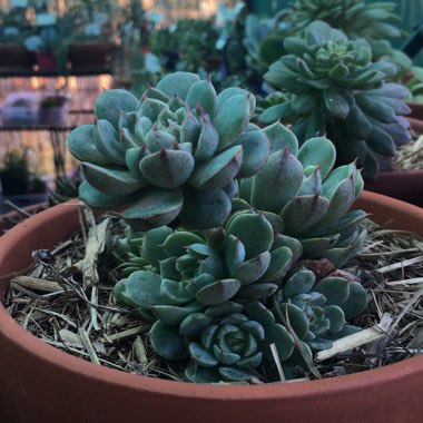 Echeveria Ben Badis