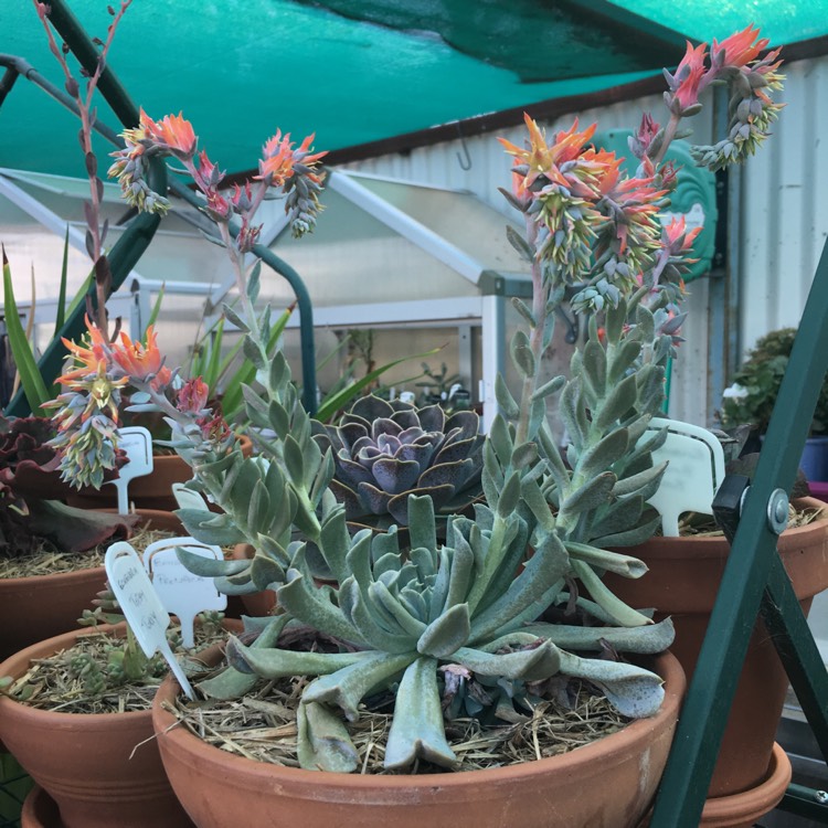 plant image 645755 plant image 645755