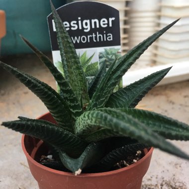Haworthiopsis limifolia syn. Haworthia limifolia