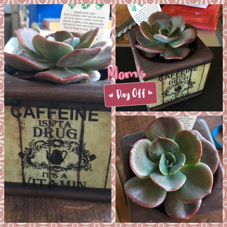 Plant image Echeveria Blue Metal