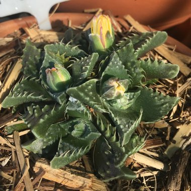 Faucaria felina ssp. tuberculosa