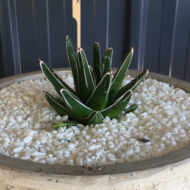 plant image 755277
