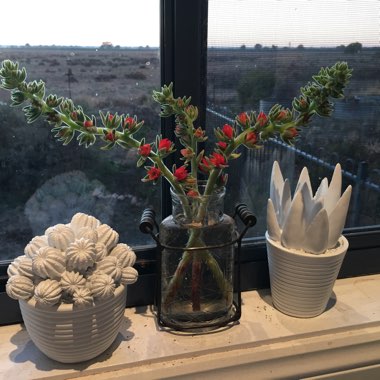 Echeveria Harmsii