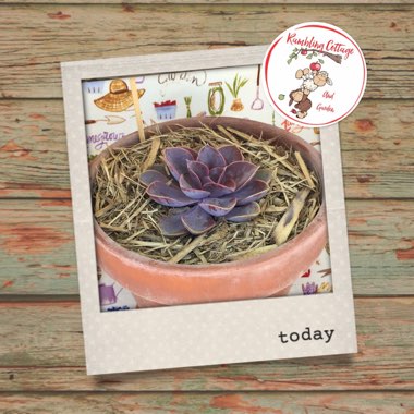 Echeveria Purple Pearl
