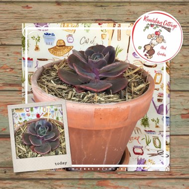 Echeveria Blue Metal