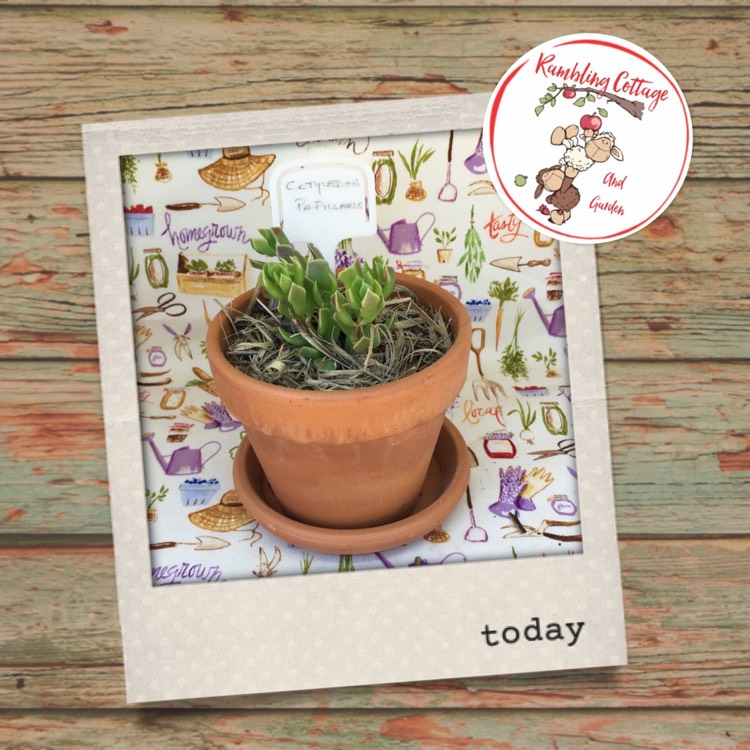 Plant image Cotyledon Papillaris