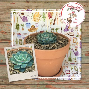 Echeveria Lara
