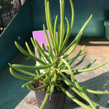 Peperomia Ferreyrae