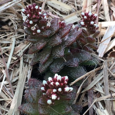 Crassula Setulosa v. Setulosa