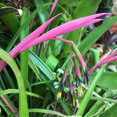 Billbergia nutans