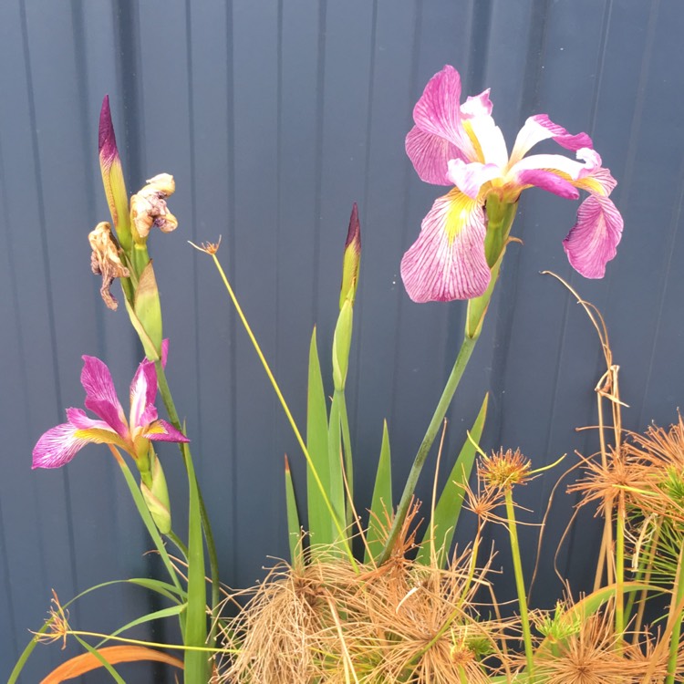 plant image 874301