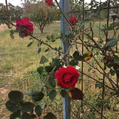 Rosa 'Black Boy'