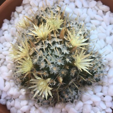 Mammillaria Vetula ssp. Gracillis