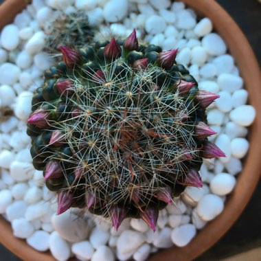 Mammillaria zeilmanniana