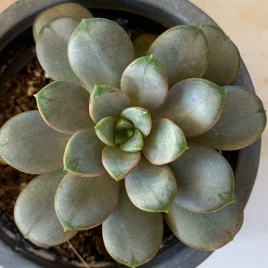 xGraptoveria Amethorum