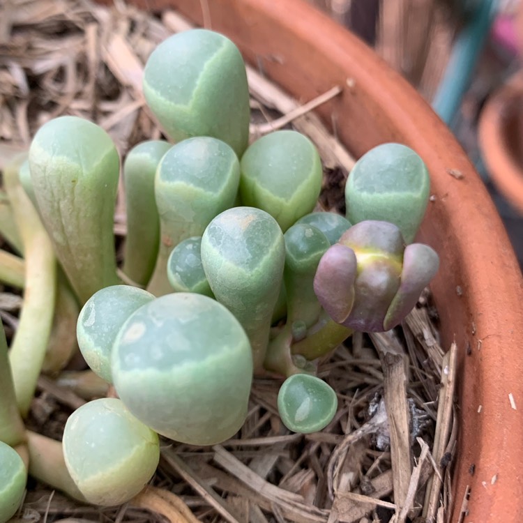 plant image 967449
