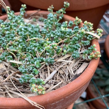 Crassula corallina