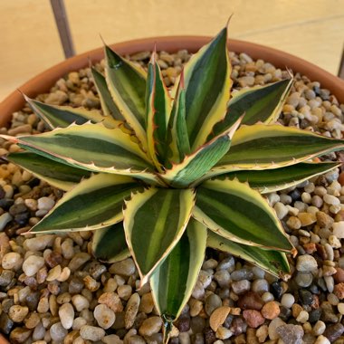 Agave univittata 'Quadricolor'