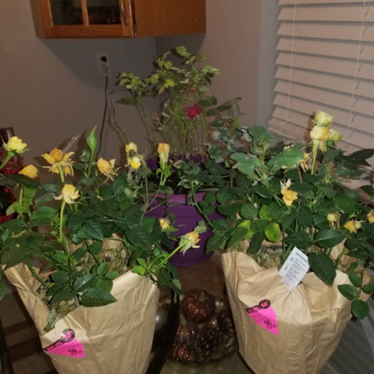 plant image 1200529