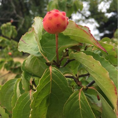 Judyta's garden