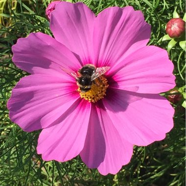 Judyta's garden
