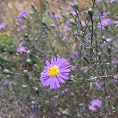 Judyta's garden