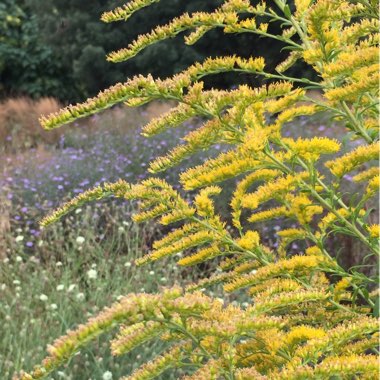 Judyta's garden