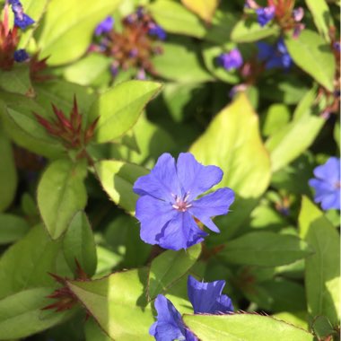 Judyta's garden
