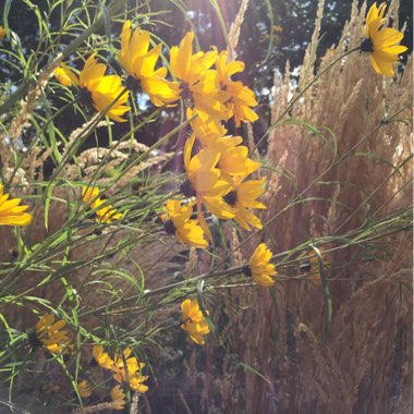 Judyta's garden