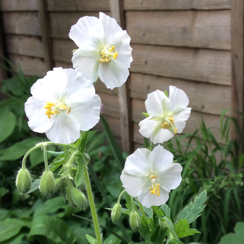 Plant image Geranium phaeum 'Album'
