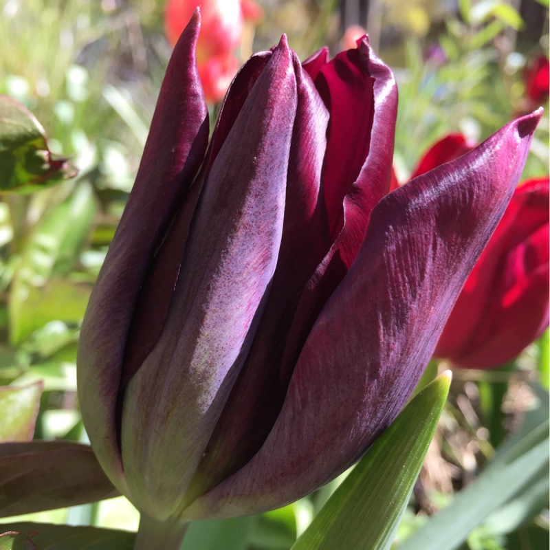 Plant image Tulipa 'Havran'