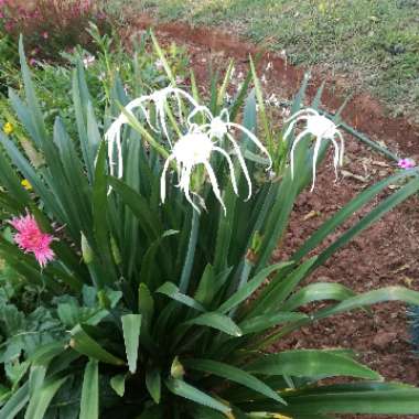 Hymenocallis festalis syn. ismene festalis